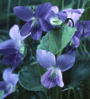 Violets01.jpg