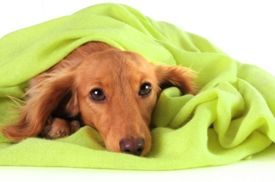 blanket sew fleece dog giftypedia
