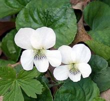 White violets-Violasoralba.jpg